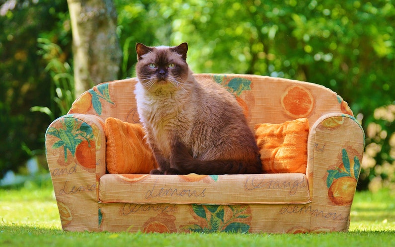 ソファーに座る猫
